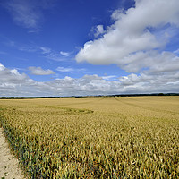 Buy canvas prints of Corn field  by Shaun Jacobs