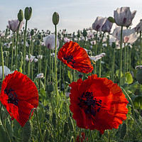 Buy canvas prints of Red poppies  by Shaun Jacobs