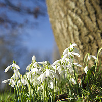 Buy canvas prints of Snow drops  by Shaun Jacobs