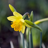 Buy canvas prints of Daffodils  by Shaun Jacobs