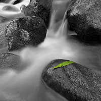 Buy canvas prints of Waterfall with a single green leaf by Shaun Jacobs