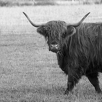 Buy canvas prints of Highland cow  by Shaun Jacobs