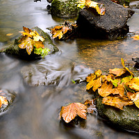 Buy canvas prints of Autumn leaves on a stream  by Shaun Jacobs