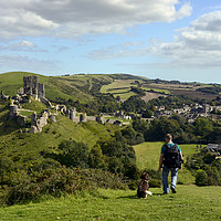 Buy canvas prints of Dog walking in the hills by Corfe castle  by Shaun Jacobs