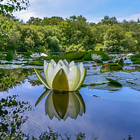 Buy canvas prints of Water lily reflection  by Shaun Jacobs