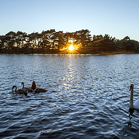 Buy canvas prints of Swans at sunset  by Shaun Jacobs