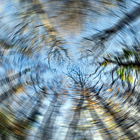 Buy canvas prints of Tree swirl  by Shaun Jacobs