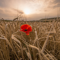 Buy canvas prints of Single red poppy  by Shaun Jacobs