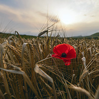 Buy canvas prints of Red poppy  by Shaun Jacobs