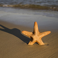 Buy canvas prints of Starfish on a beach by Shaun Jacobs