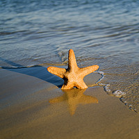 Buy canvas prints of Starfish on the beach  by Shaun Jacobs