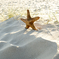 Buy canvas prints of Starfish on a beach  by Shaun Jacobs