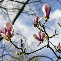 Buy canvas prints of Magnolia flowers  by Shaun Jacobs