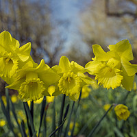 Buy canvas prints of Daffodil flowers  by Shaun Jacobs