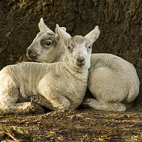 Buy canvas prints of Spring lambs  by Shaun Jacobs