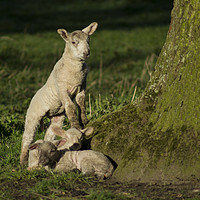 Buy canvas prints of Spring lamb  by Shaun Jacobs