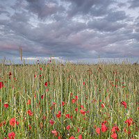 Buy canvas prints of Poppy field at sunset  by Shaun Jacobs