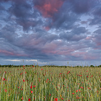 Buy canvas prints of Poppies at sunset  by Shaun Jacobs
