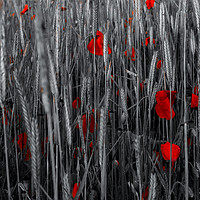Buy canvas prints of Red poppies  by Shaun Jacobs
