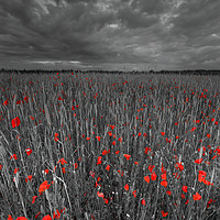 Buy canvas prints of Poppy field  by Shaun Jacobs
