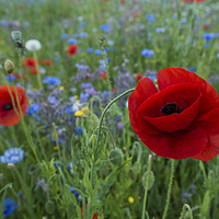 Buy canvas prints of Wild flowers  by Shaun Jacobs