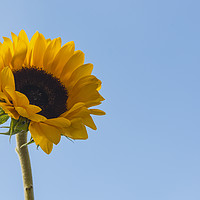 Buy canvas prints of Sunflower  by Shaun Jacobs