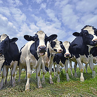 Buy canvas prints of Cows  by Shaun Jacobs