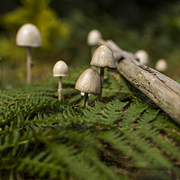 Buy canvas prints of Mushrooms in a forest  by Shaun Jacobs