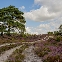 Buy canvas prints of Heather lined pathway  by Shaun Jacobs
