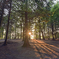Buy canvas prints of Forest sunshine  by Shaun Jacobs