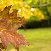 Buy canvas prints of Autumn leaves  by Shaun Jacobs