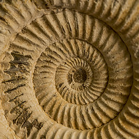 Buy canvas prints of Ammonite  by Shaun Jacobs