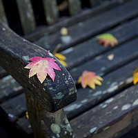 Buy canvas prints of Autumn leaf  by Shaun Jacobs