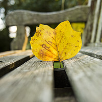 Buy canvas prints of Autumn leaf on a wooden bench by Shaun Jacobs