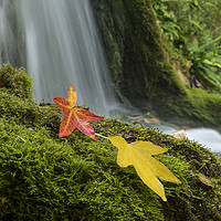 Buy canvas prints of Little Bredy Autumnal waterfall  by Shaun Jacobs