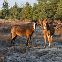Buy canvas prints of New Forest Ponies  by Shaun Jacobs