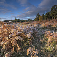 Buy canvas prints of New Forest frost  by Shaun Jacobs