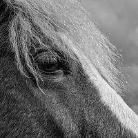 Buy canvas prints of New Forest pony  by Shaun Jacobs
