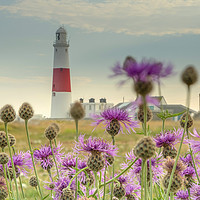 Buy canvas prints of Portland Bill through wild flowers  by Shaun Jacobs