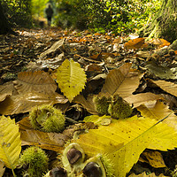 Buy canvas prints of Autumnal forest floor  by Shaun Jacobs