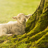 Buy canvas prints of Sleeping Lamb by Shaun Jacobs