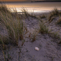 Buy canvas prints of Shell beach Studland Dorset  by Shaun Jacobs