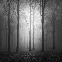 Buy canvas prints of Woodland In The Fog by Ian Barber