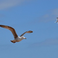 Buy canvas prints of Flying in a pair. by Mark Franklin