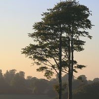 Buy canvas prints of Trees at dusk by Martin Collins