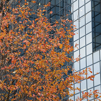 Buy canvas prints of Autumnal tree contrasting with glass by Martin Collins