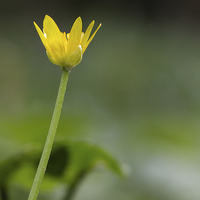 Buy canvas prints of Celandine in spring woodland by Martin Collins