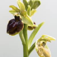 Buy canvas prints of Early Spider Orchid by Martin Collins