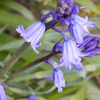 Buy canvas prints of Bluebells by Sarah Turner