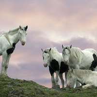 Buy canvas prints of  pinto horses  by keith hannant